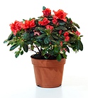 Azalea (3Pcs)